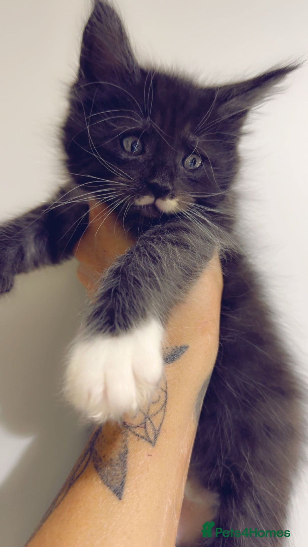 Maine Coon cats for sale: Pedigree Kittens Available  - Image 9
