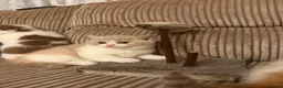 British Shorthair cats for sale: BRITISH SHORTHAIR KITTENS  - Advert 3