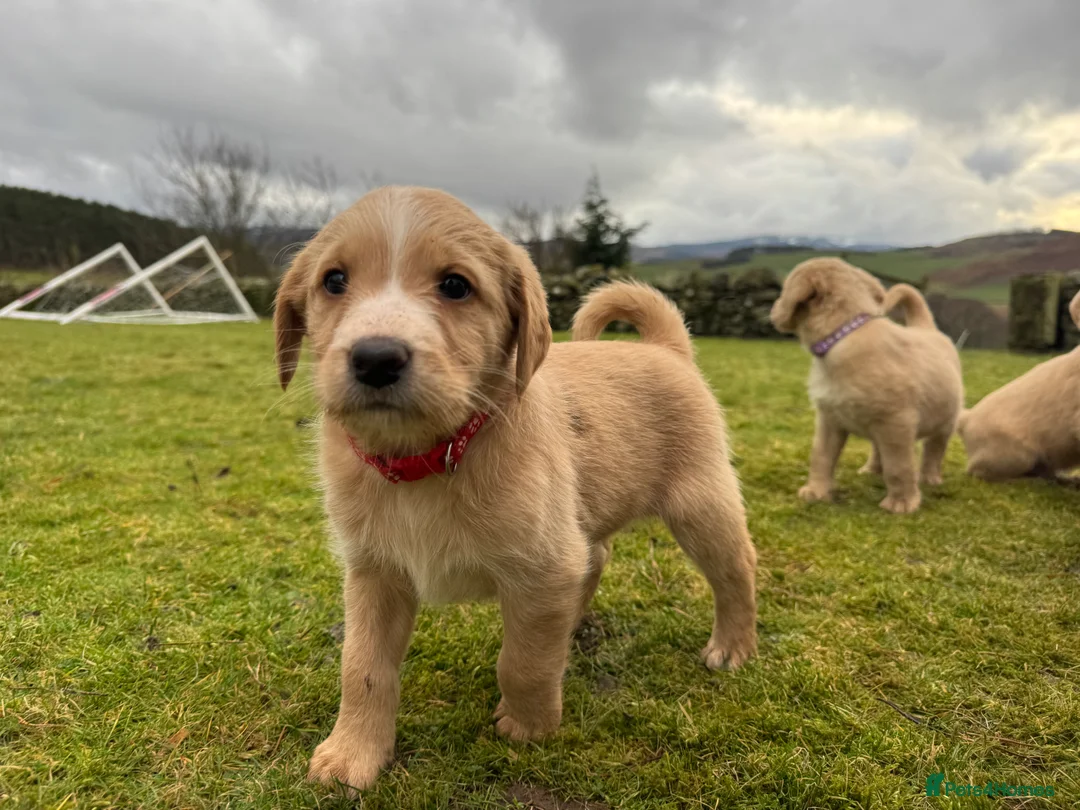 Labradoodle dogs for sale: Labradoodle F1 Puppies Health Tested Parents   - Advert 24