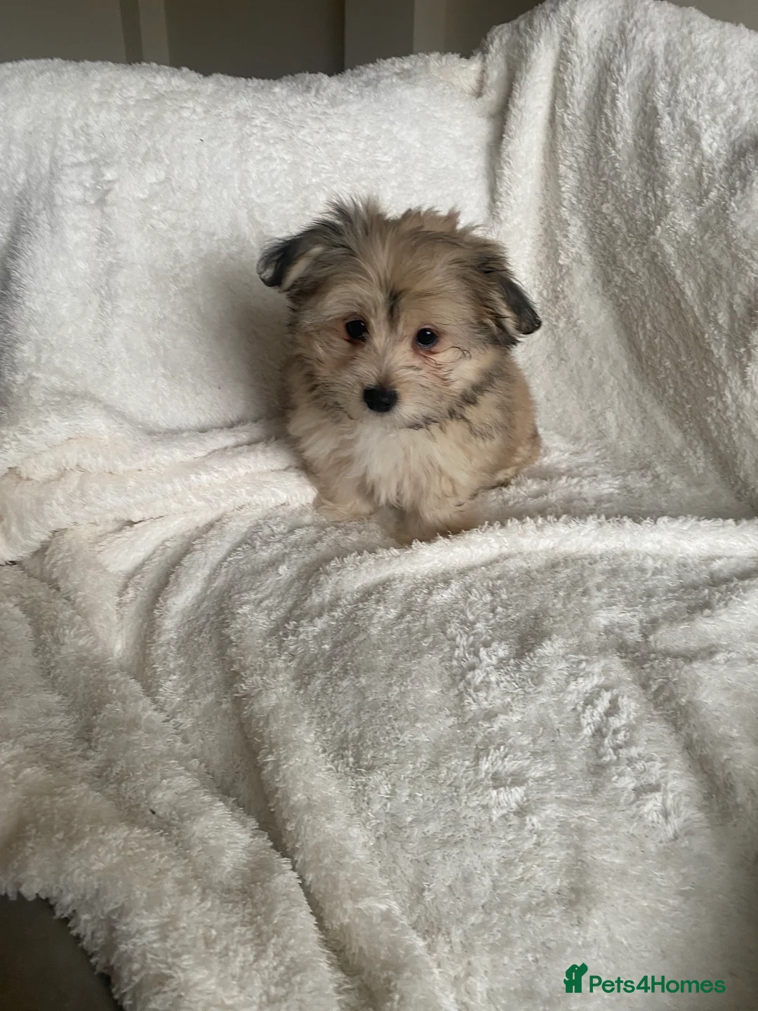 Mixed Breed dogs for sale: Ready to go! Unique mix - Maltese x JackChi Pups - Advert 34