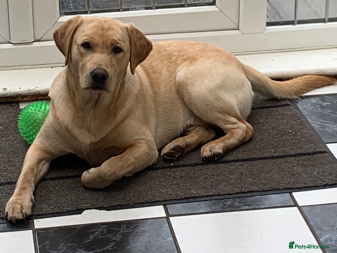 Labrador Retriever dogs for stud: Healthy Labrador for stud - Advert 8