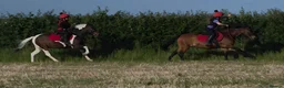 Other Breed horses for sale: Sparky in Redcar - Advert 6