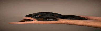 Dobermann 6
