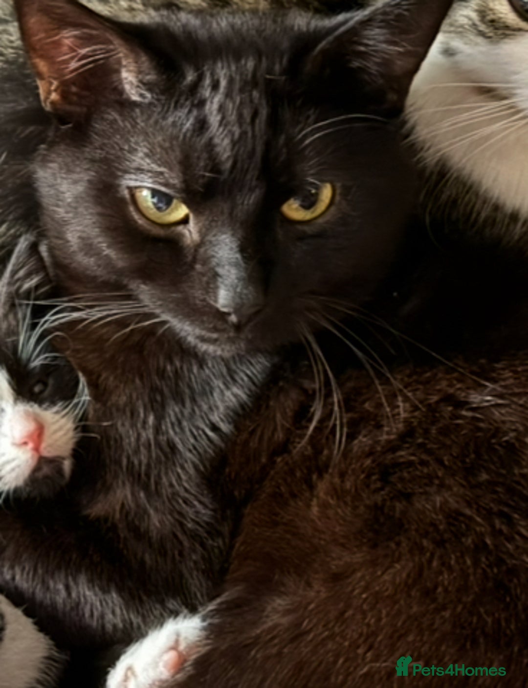 Domestic Shorthair cats for sale: twin males bonded pair - Advert 3