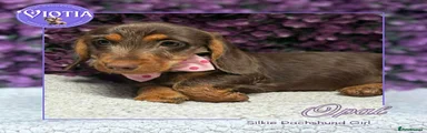 Miniature Dachshund Puppy 4