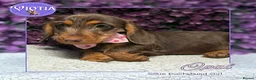 Miniature Dachshund dogs for sale: READY NOW Beautiful Mini Dachshund Puppies ⭐ - Advert 9