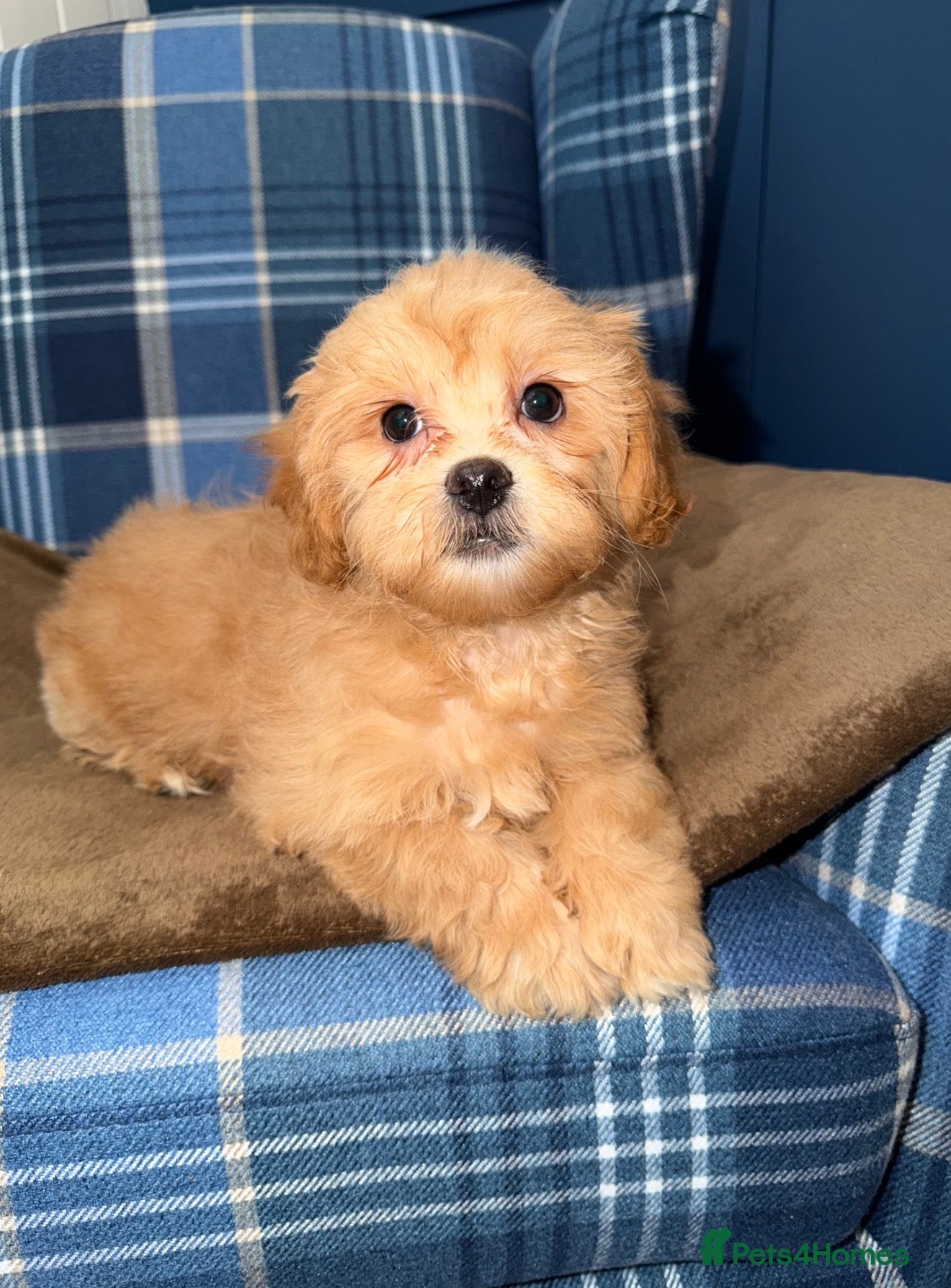 Shihpoo dogs 🧡💛🧡Stunning F1 Shihpoo Puppies💛🧡💛 - Advert 2