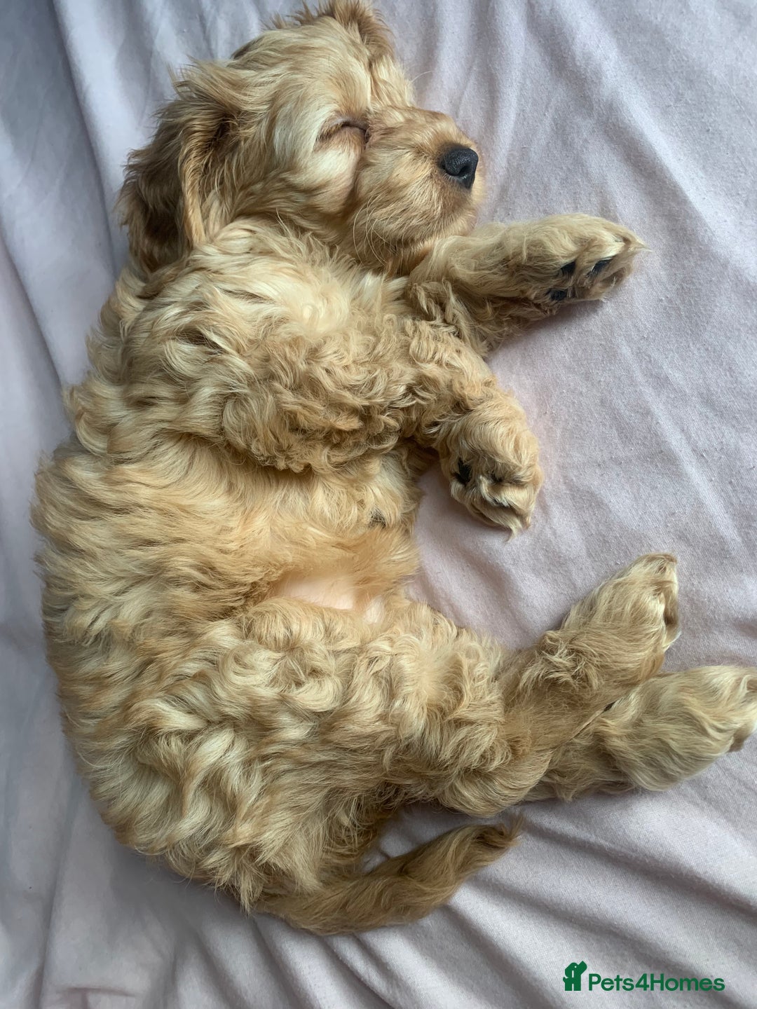 Cockapoo dogs for sale: Cockapoo - Advert 6