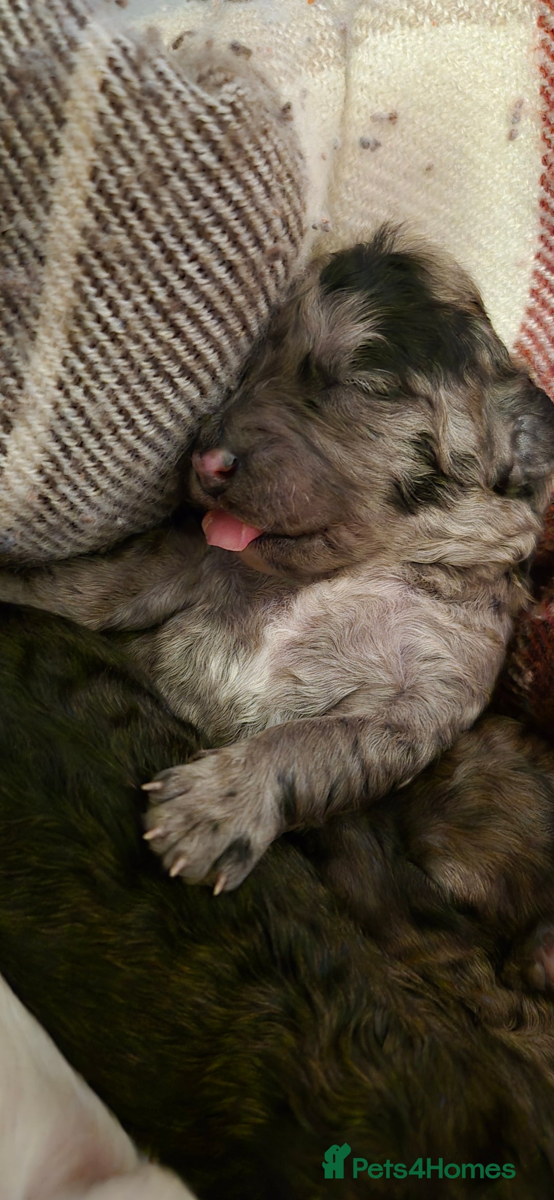 Mixed Breed dogs for sale: Gorgeous cavapoochon puppies - Image 7