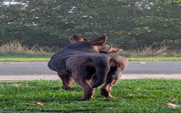 Mixed Breed dogs for sale: Working Australian Kelpie x Chinese Red Dog Pups - Image 3