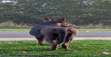 Mixed Breed dogs Working Australian Kelpie x Chinese Red Dog Pups - Advert 3