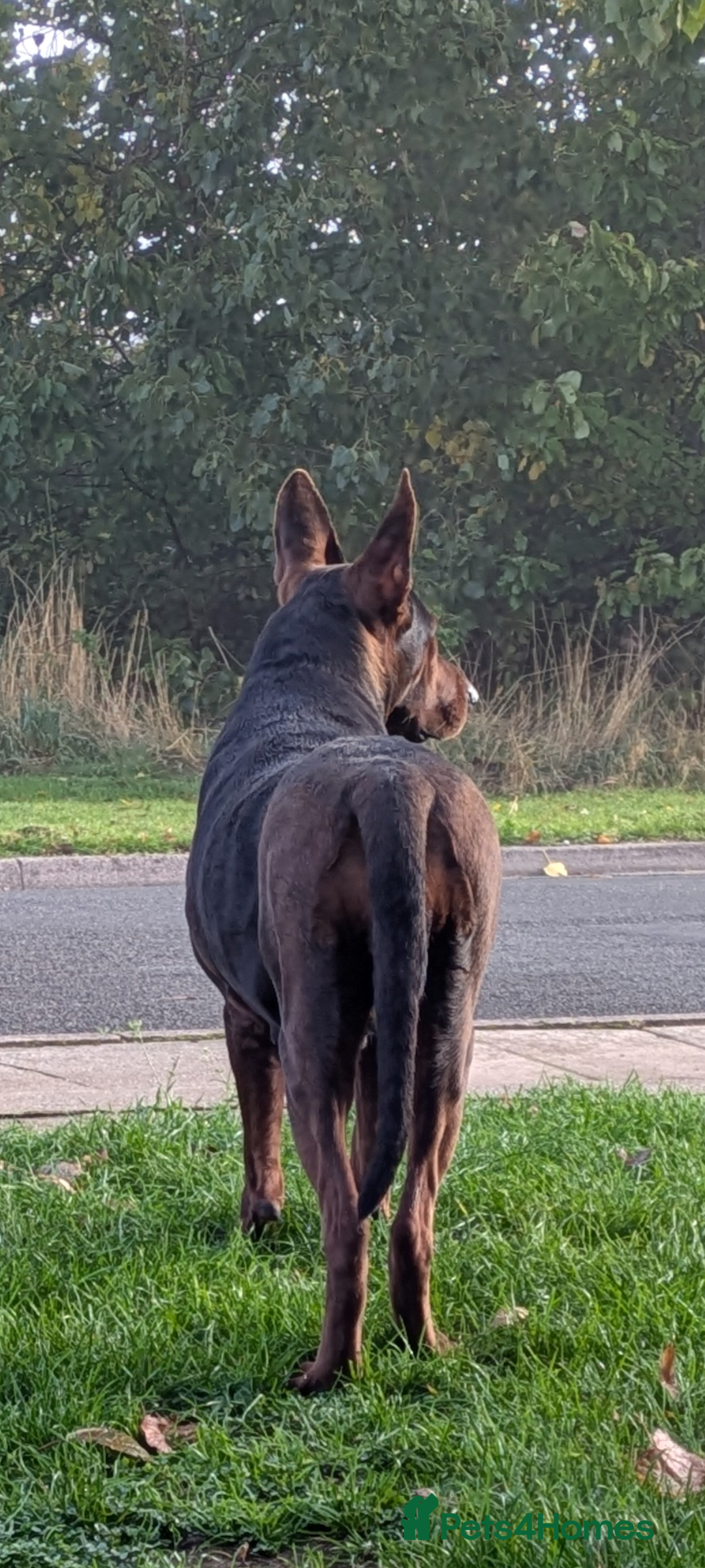 Mixed Breed dogs for sale: Working Australian Kelpie x Chinese Red Dog Pups - Image 3