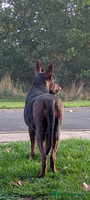 Mixed Breed dogs Working Australian Kelpie x Chinese Red Dog Pups - Advert 3