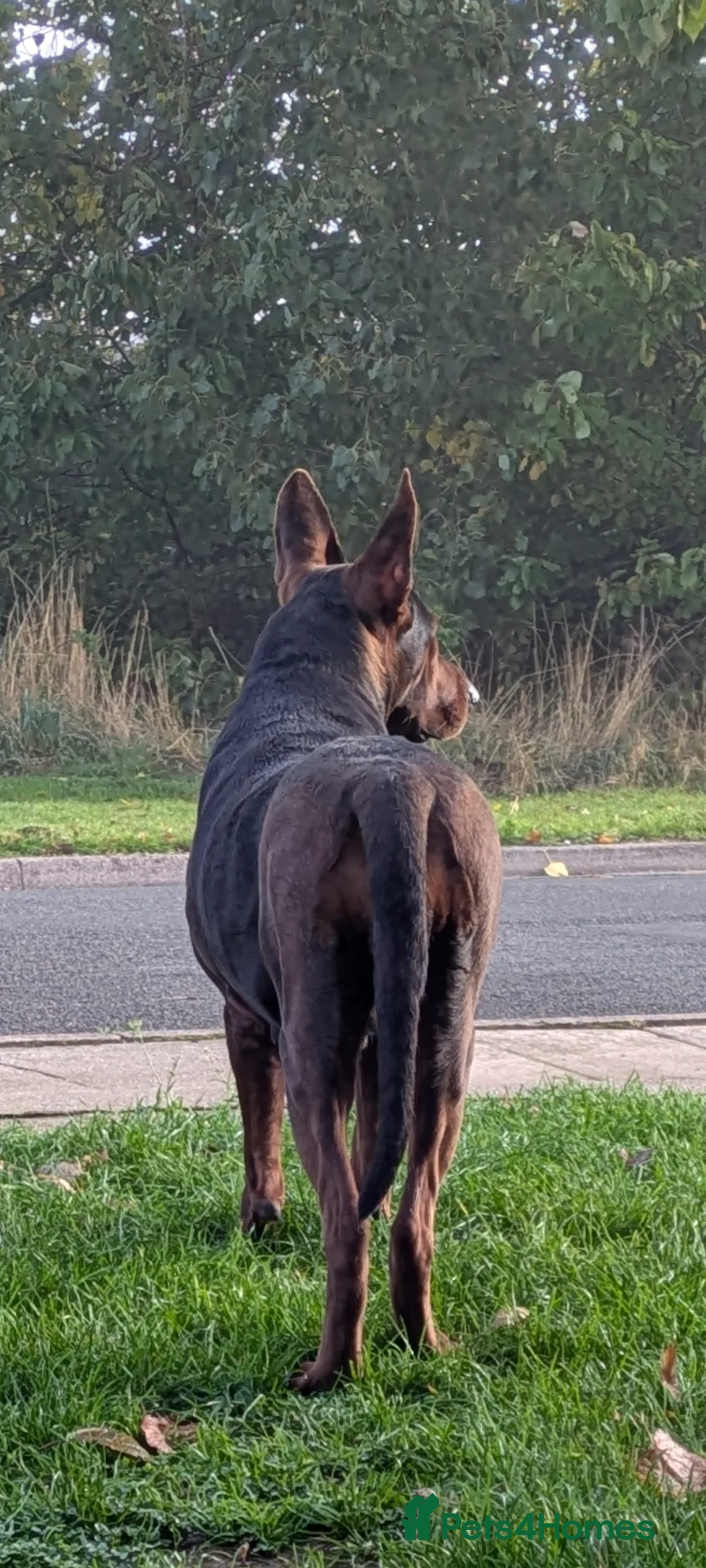 Mixed Breed dogs for sale: 2 Boys🐕🐾Kelpie x Chinese Red Dog - Advert 7