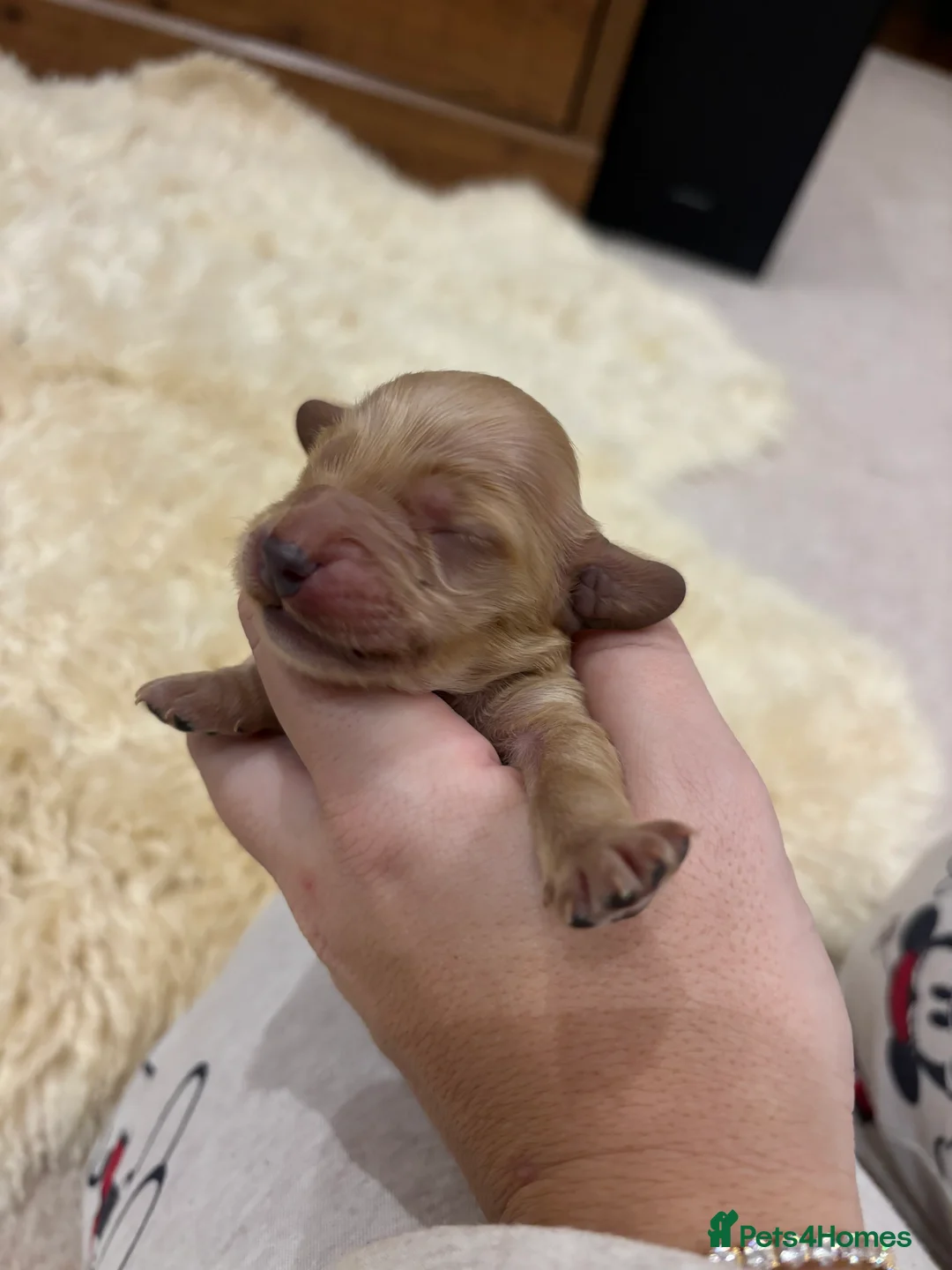 Cockapoo dogs for sale: All puppies have been reserved   - Advert 12