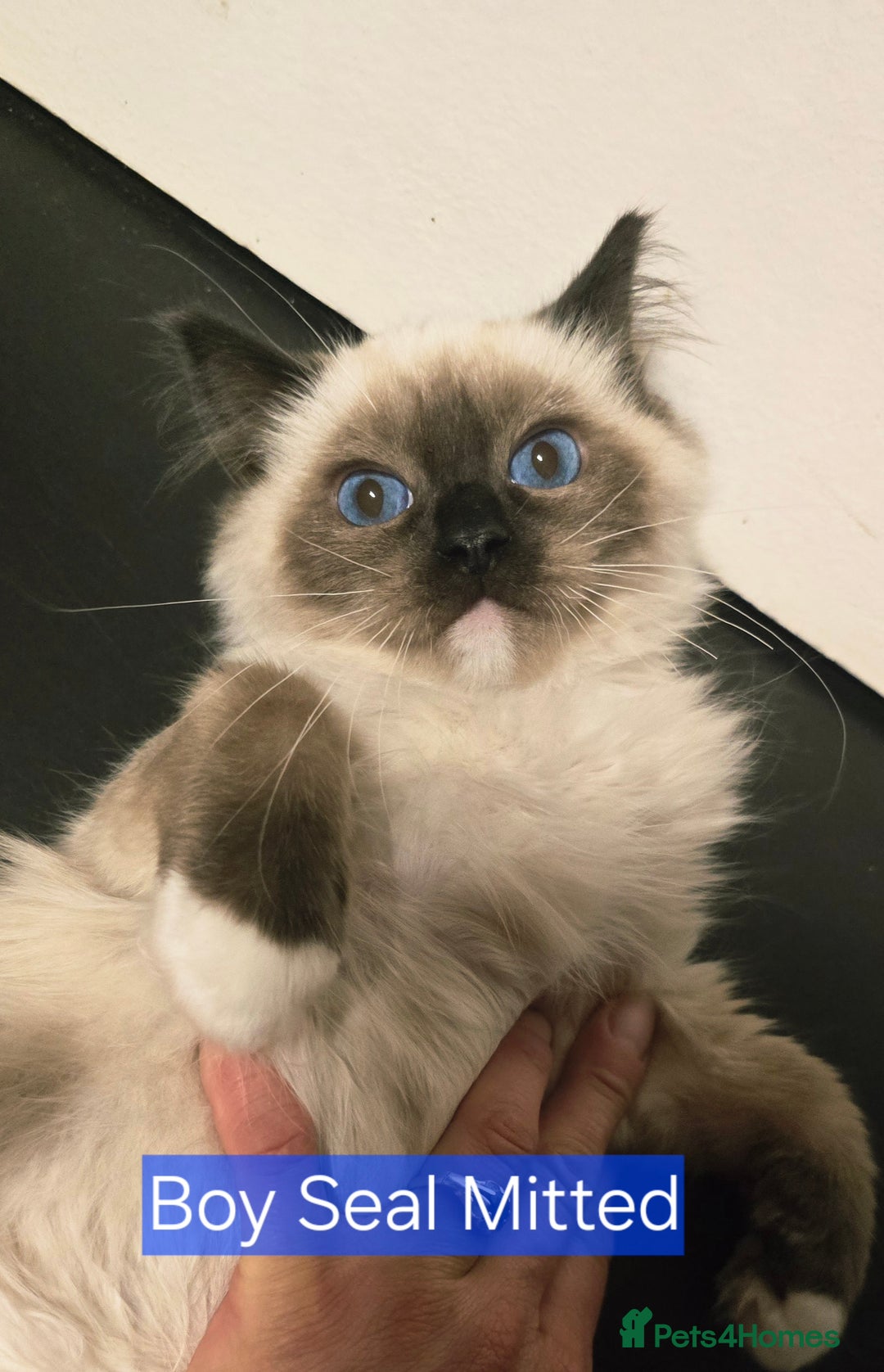 Ragdoll cats for sale: Registered Tica Pedigree Ragdolls - Image 5