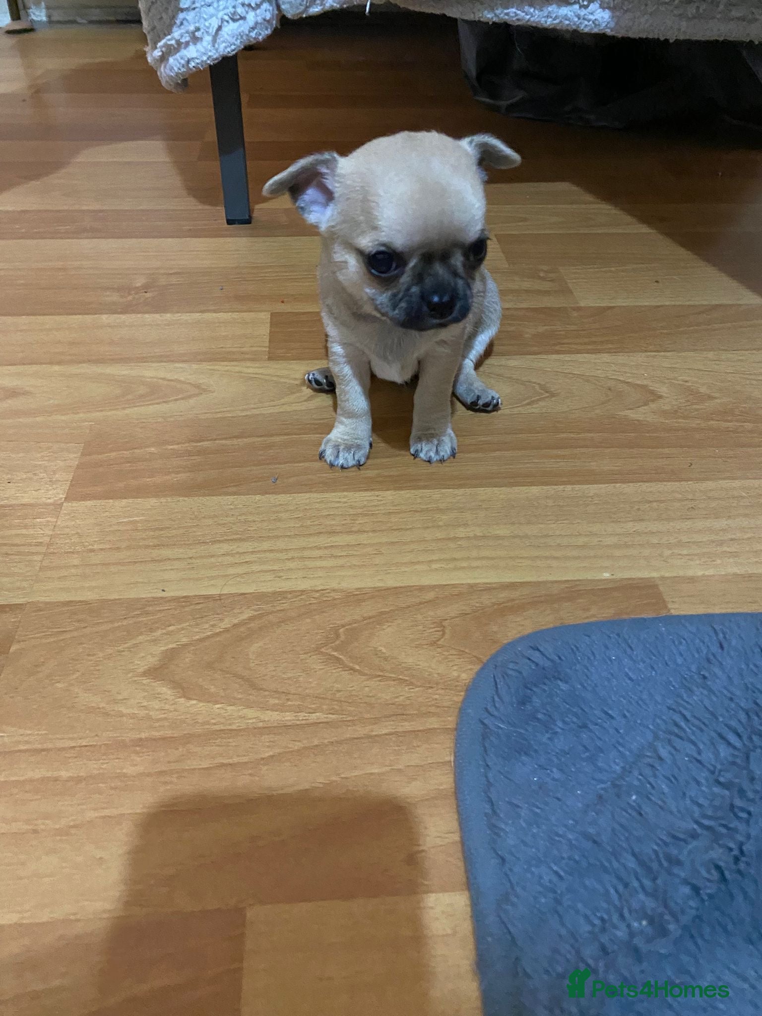 Chihuahua dogs BOY puppy chihuahua for sale - Advert 2