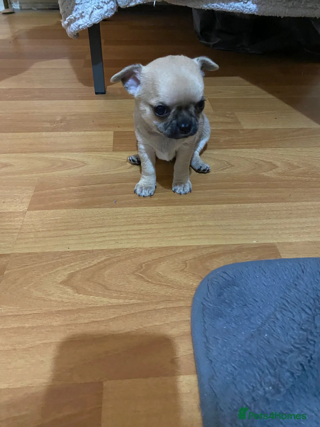 Chihuahua dogs for sale: BOY puppy chihuahua for sale - Advert 2