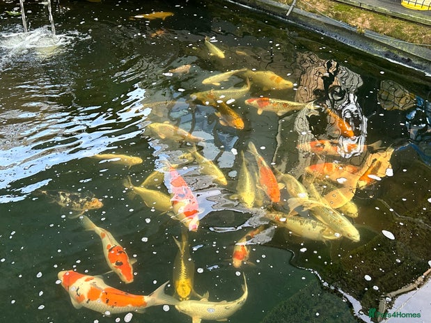 Koi Carp fish for sale in Stamford - Advert 2