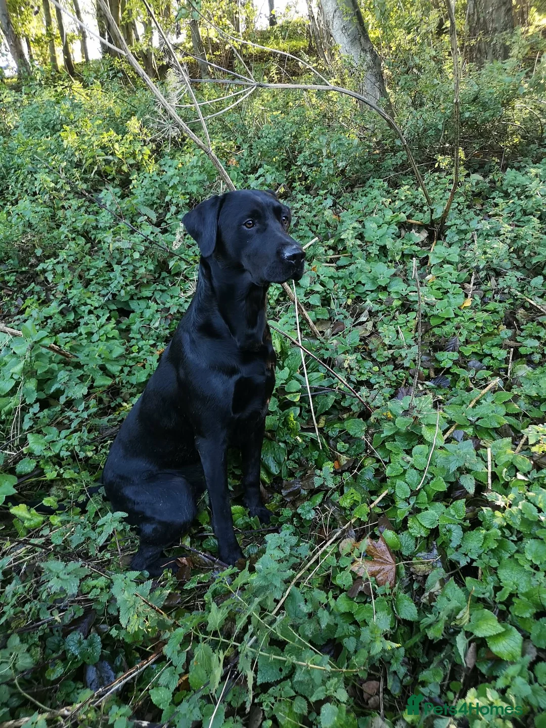 Labrador Retriever dogs for sale: 8 Beautiful black labrador puppies - Advert 10