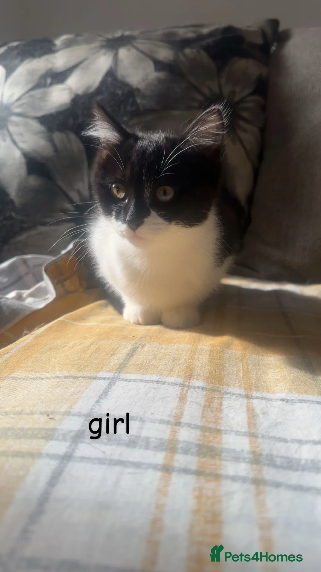 British Shorthair cats for sale: Lovely kittens for sale  in Glasgow - Advert 2