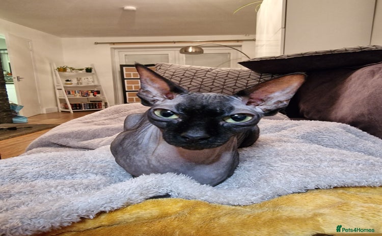 Sphynx cats - Advert 2