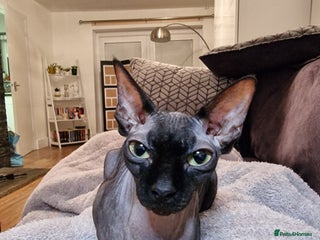 Sphynx cats - Advert 2