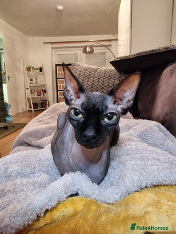 Sphynx cats - Advert 2