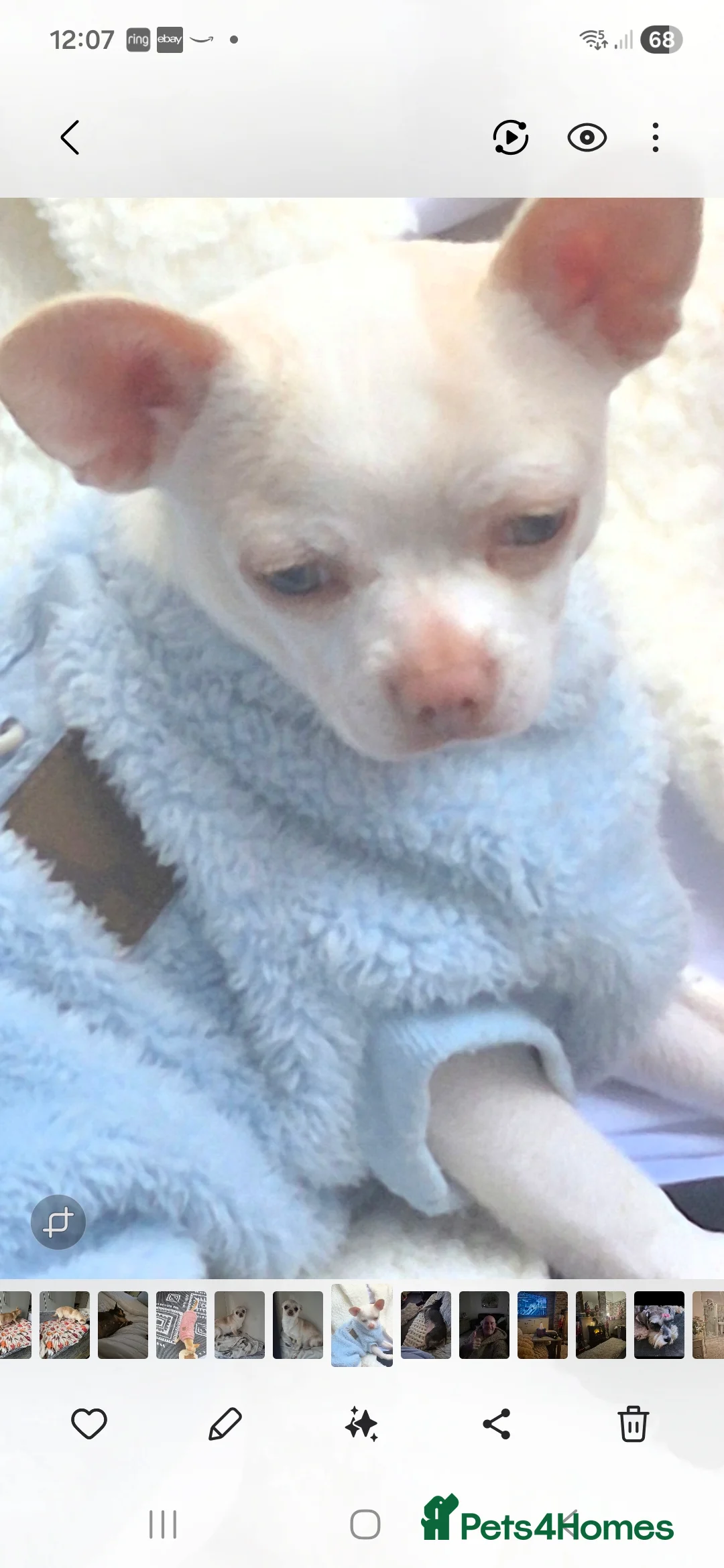 Chihuahua dogs for sale: Chihuahua  - Advert 2