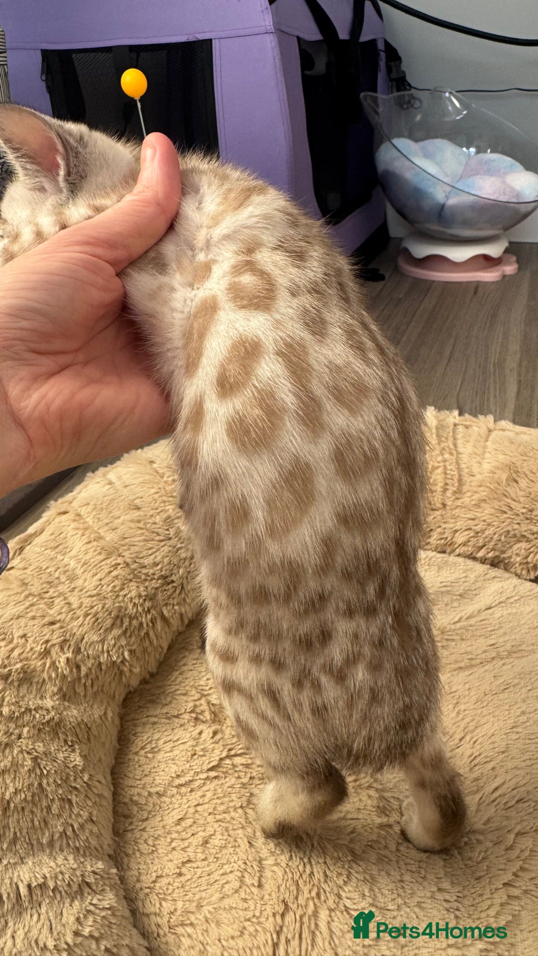 Bengal cats for sale: 🏆Show winning parents. 7 Stunning Bengal Babies💯 - Advert 2
