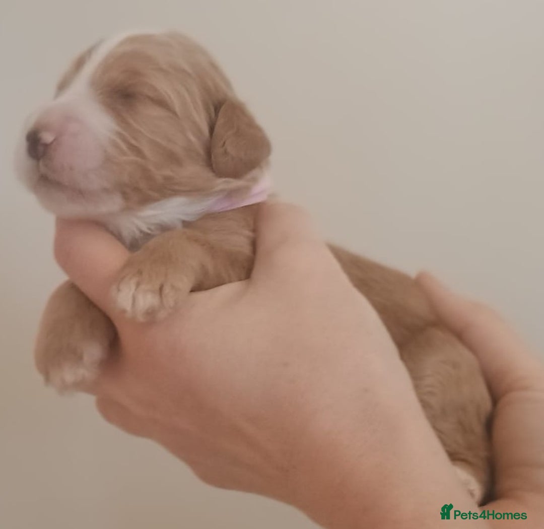 Mixed Breed dogs for sale: Australian doubledoodle puppies - Image 22