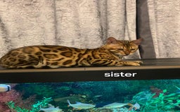 Bengal cats for sale: Pedigree,  TICA, loving, luxurious bengals - Advert 12