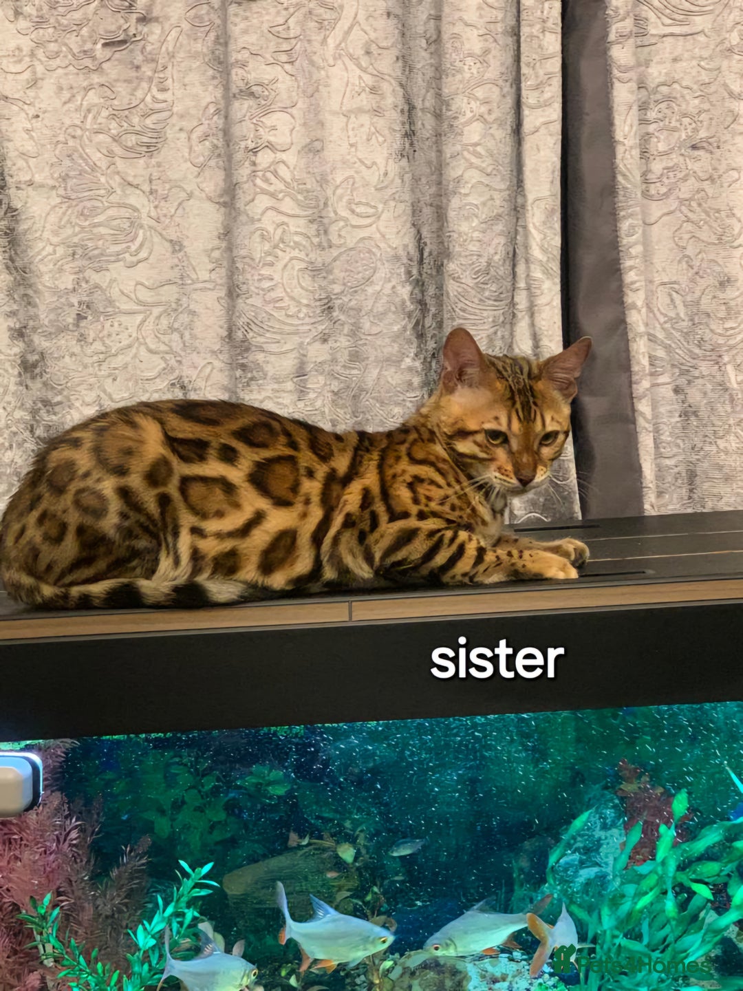 Bengal cats for sale: Pedigree,  TICA, loving, luxurious bengals - Advert 12