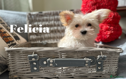 Yorkshire Terrier dogs for sale: Adorable Golddust Yorkshire Terrier Puppies - Image 28