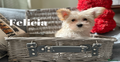 Yorkshire Terrier dogs - Advert 3