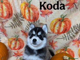 Pomsky dogs - Advert 2