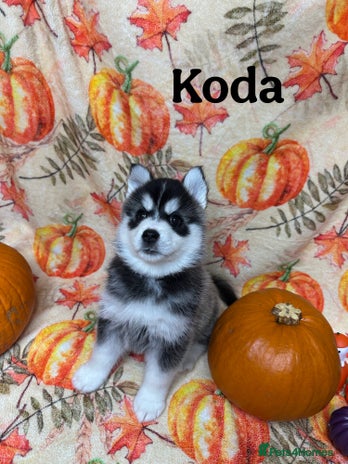 Pomsky dogs - Advert 2