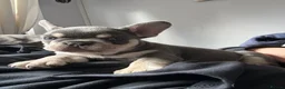 French Bulldog dogs for sale: Stunning 3rd generation French Bulldog puppies - Advert 11