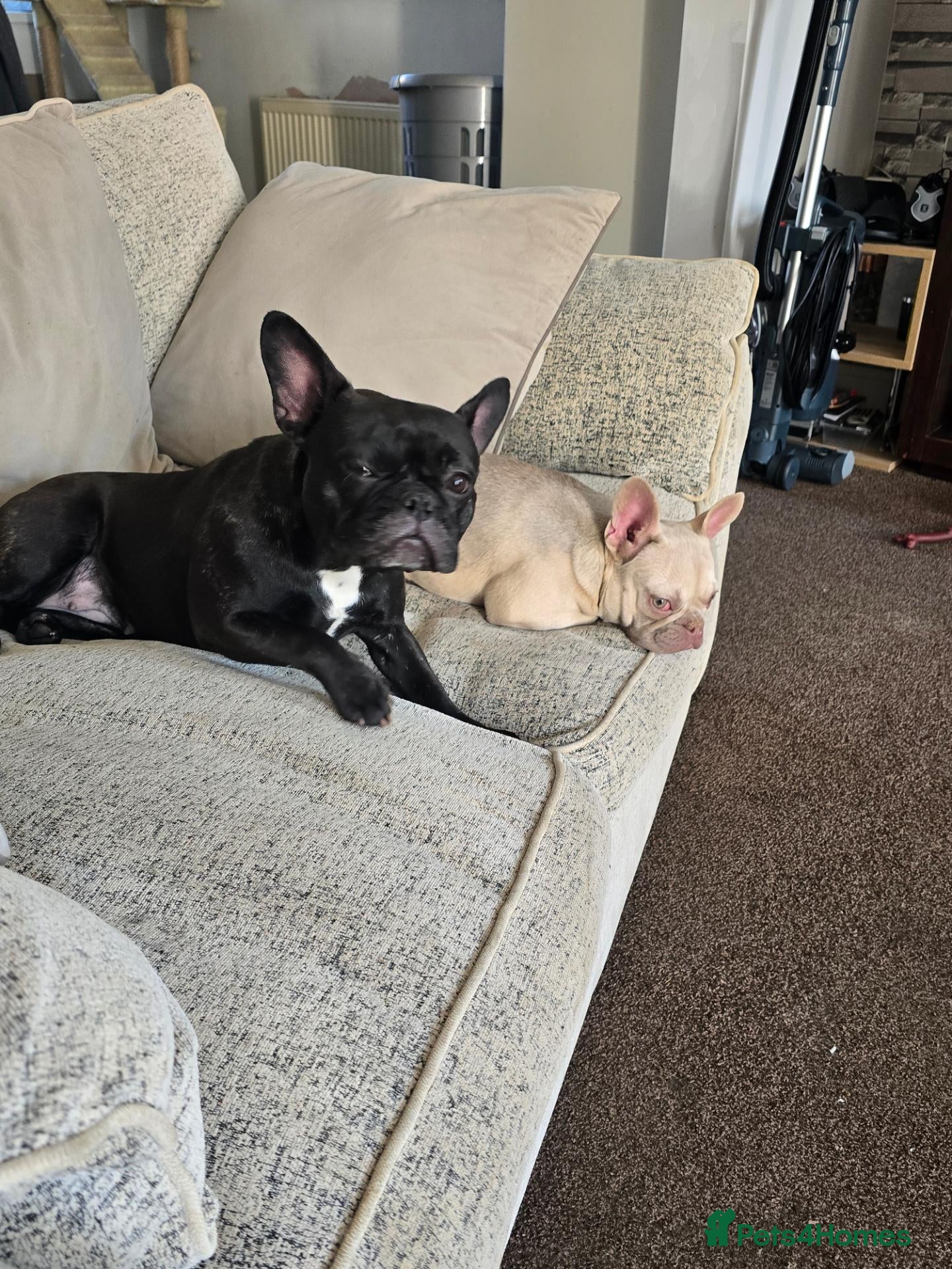 French Bulldog dogs French bulldog puppies  - Advert 4