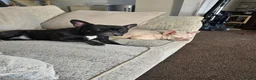French Bulldog dogs for sale: French bulldog puppies  in Rossendale - Advert 1
