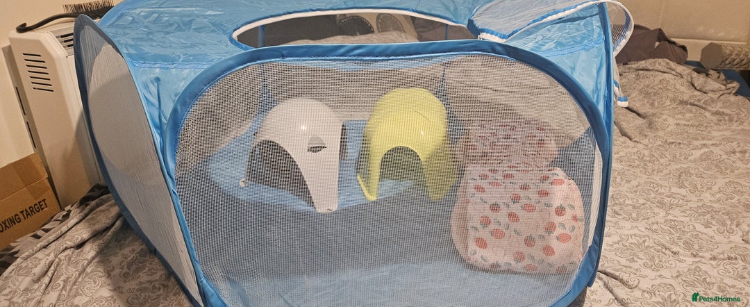 Ferret rodents for sale: Rehome 7month lovely little girl - Advert 5