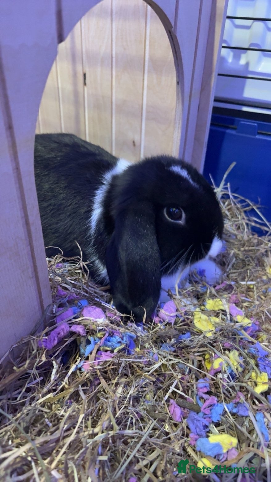 English Lop rabbits English Lop black and white bunny for sale - Advert 5