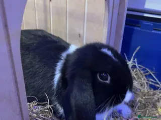 English Lop rabbits English Lop black and white bunny for sale - Advert 5