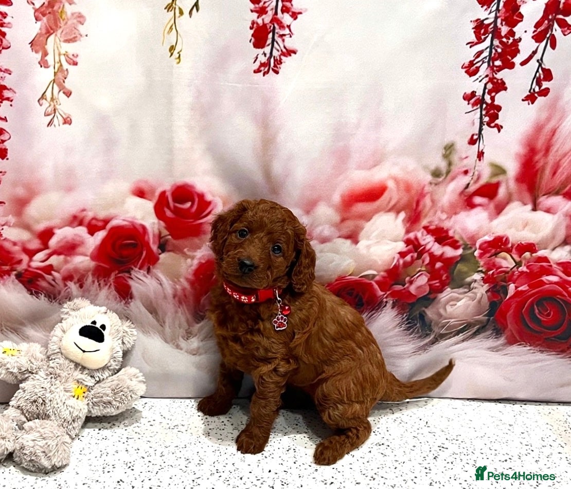 Cockapoo dogs 🌟Red F1BB Hypoallergenic DNA✅ Mini Show Cockapoos - Advert 1