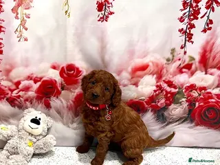 Cockapoo dogs 🌟Red F1BB Hypoallergenic DNA✅ Mini Show Cockapoos - Advert 1