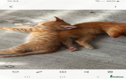 Mixed Breed cats for sale: 3 bengal half tabby.And 4 tabby half ragdol.  - Image 1