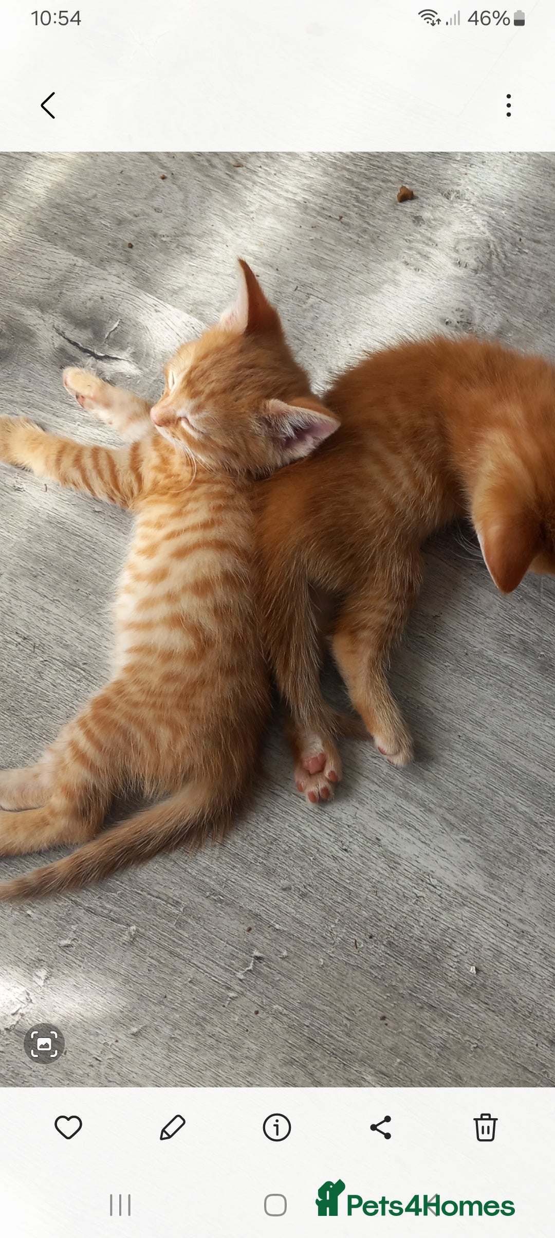 Mixed Breed cats for sale: 3 bengal half tabby.And 4 tabby half ragdol.  - Image 1