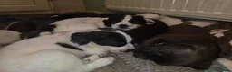 Mixed Breed dogs for sale: Terrier type aforabe puppies.  - Advert 2