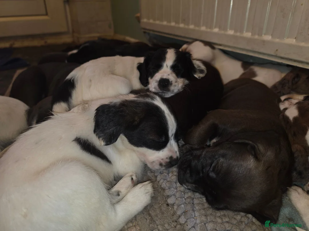 Mixed Breed dogs for sale: Terrier type aforabe puppies.  - Advert 2