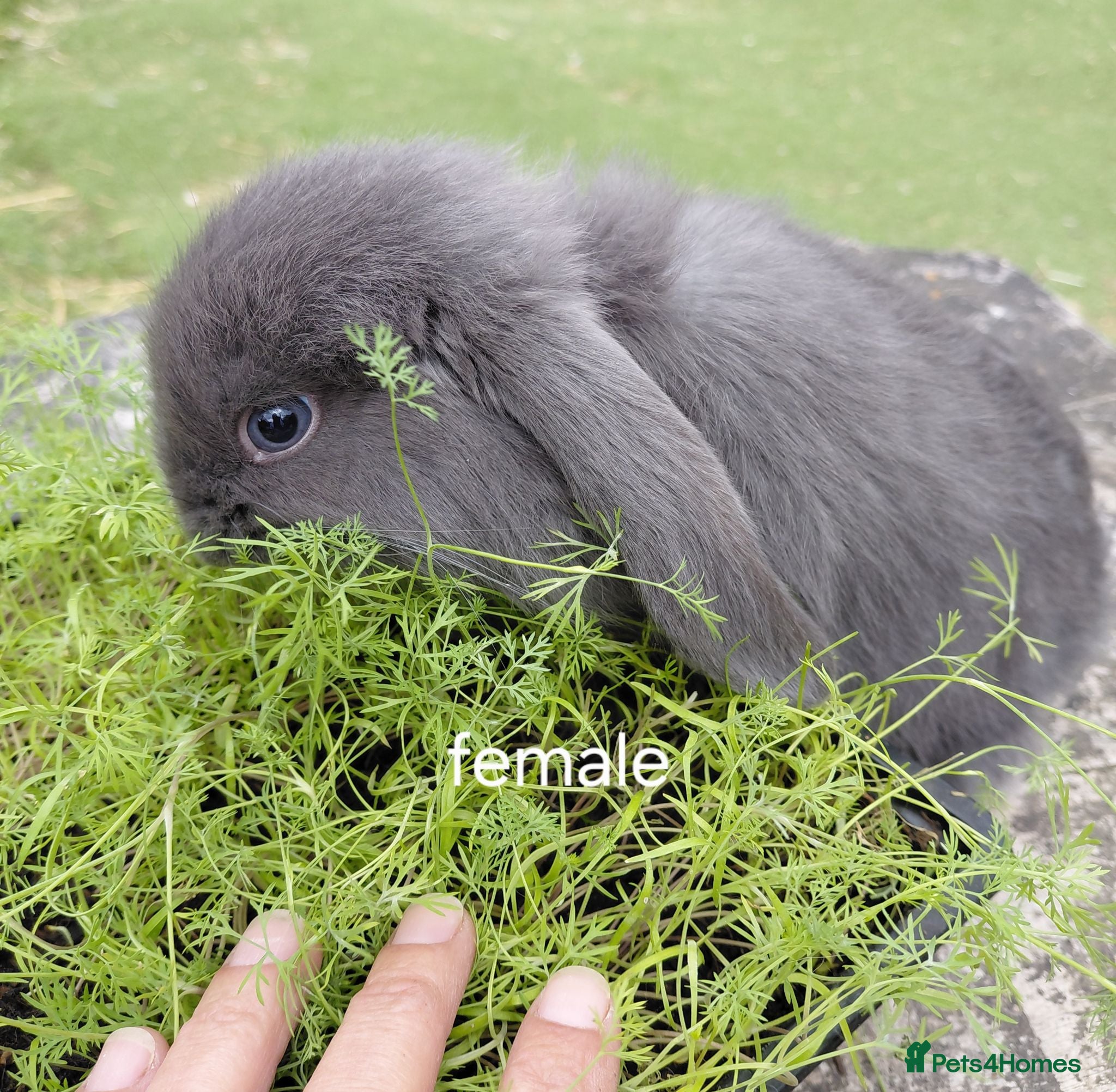 French Lop rabbits Vaccinated french lop babies  - Advert 2